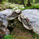 Saucony GRID PEAK